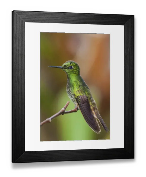 Framed Print : Buff-tailed coronet hummingbird Framed Print : Buff-tailed coronet hummingbird
