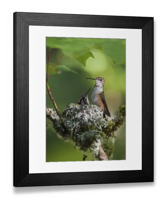 Framed Print : Rufous hummingbird female with chick on nest