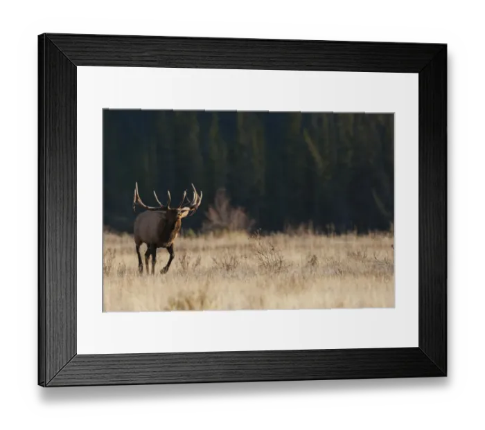 Framed Print : Rocky Mountain bull elk Framed Print : Rocky Mountain bull elk