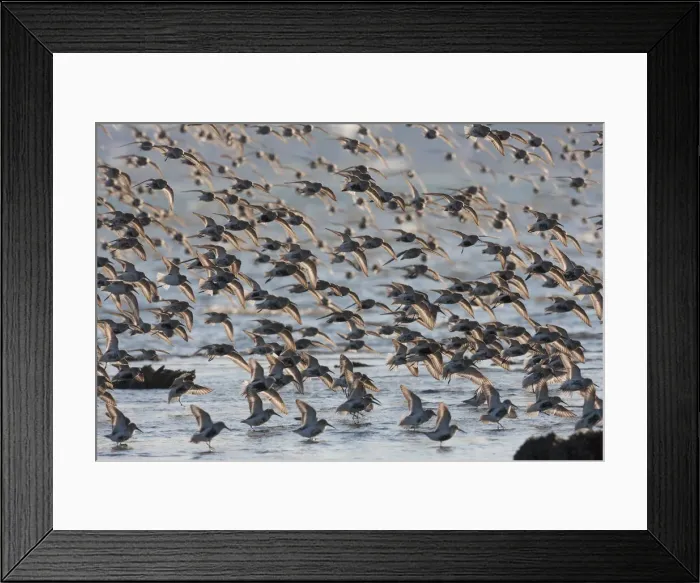 Framed Print : Flock of dunlins alighting during migration Framed Print : Flock of dunlins alighting during migration