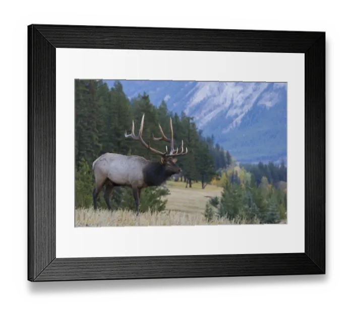 Framed Print : Rocky Mountain bull elk Framed Print : Rocky Mountain bull elk