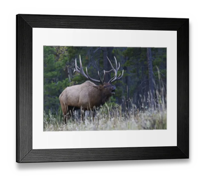 Framed Print : Rocky Mountain bull elk bugling Framed Print : Rocky Mountain bull elk bugling