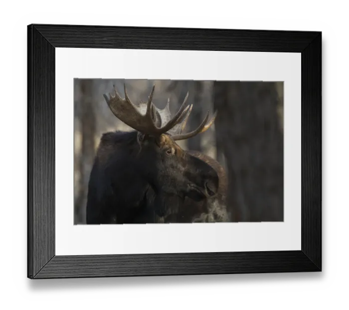 Framed Print : Shiras bull moose Framed Print : Shiras bull moose