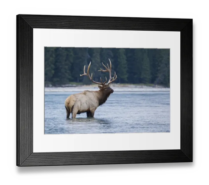 Framed Print : Rocky Mountain bull elk Framed Print : Rocky Mountain bull elk