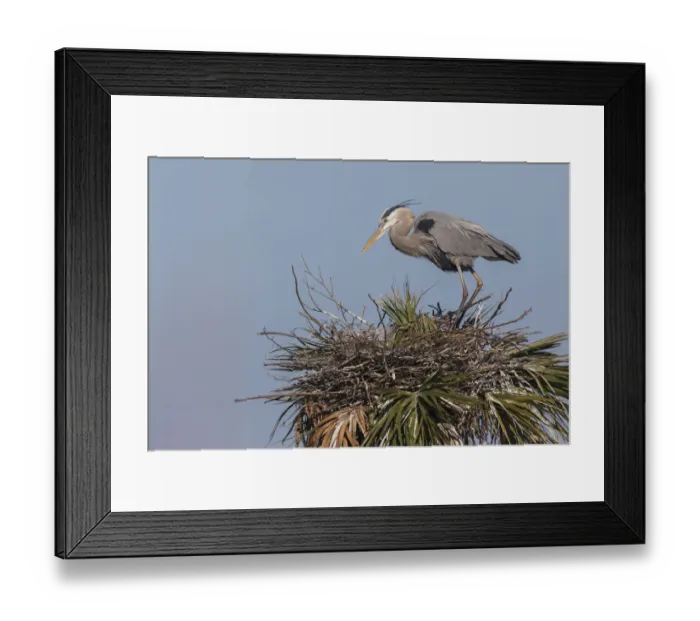 Framed Print : Great blue heron on nest Framed Print : Great blue heron on nest