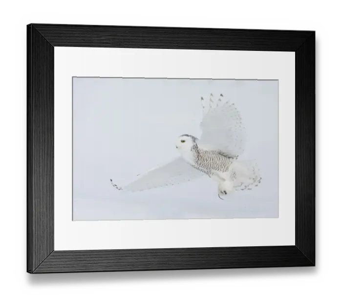 Framed Print : Snowy owl catching a meal Framed Print : Snowy owl catching a meal