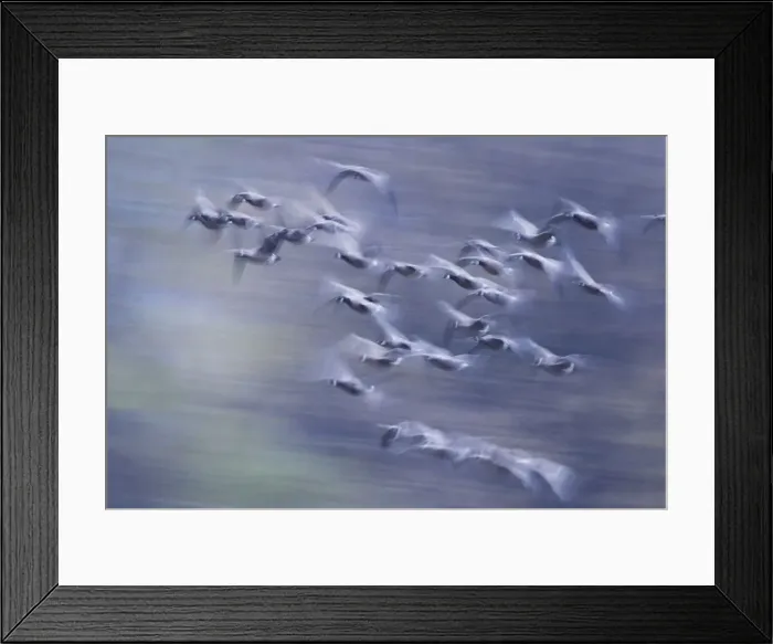 Framed Print : Migration flight, Canada geese Framed Print : Migration flight, Canada geese
