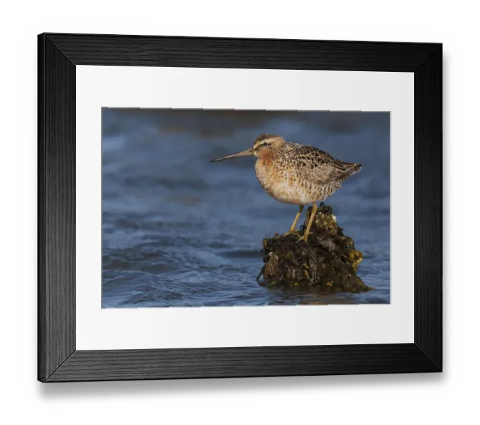 Framed Print : Long-billed dowitcher Framed Print : Long-billed dowitcher