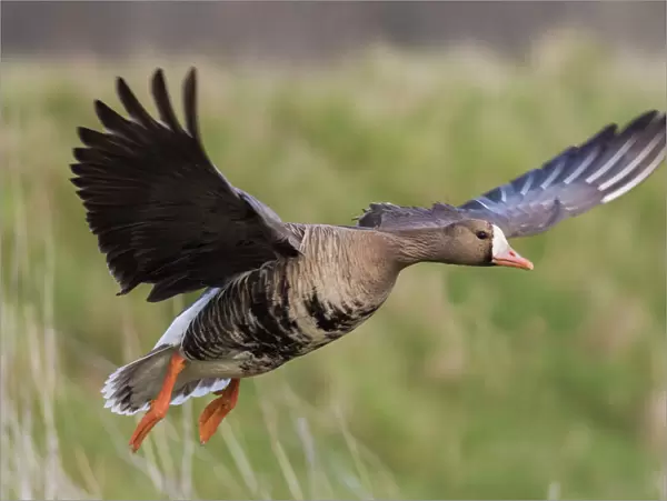 Greater White-fronted goose alighting