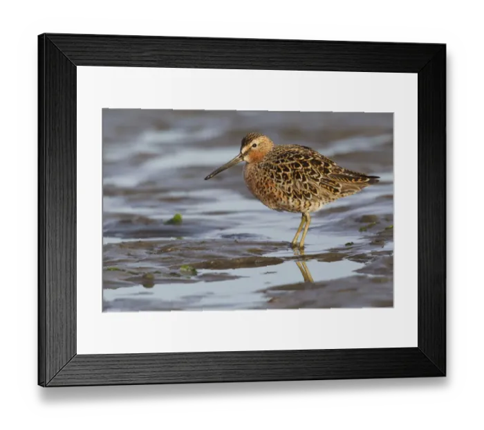Framed Print : Long-billed dowitcher, tide flats Framed Print : Long-billed dowitcher, tide flats