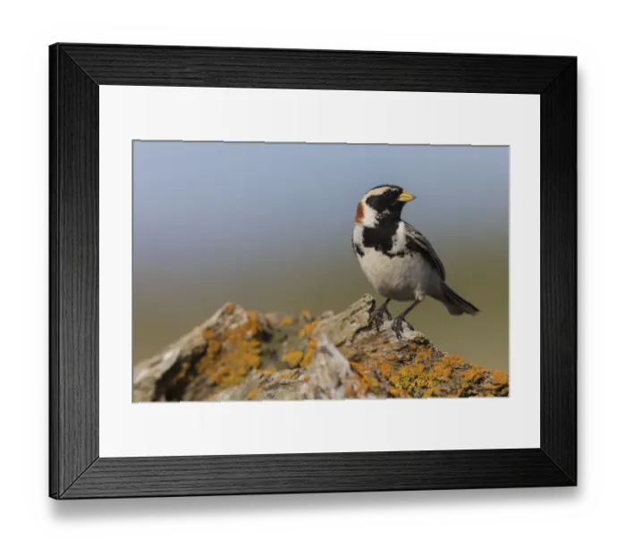 Framed Print : Lapland longspur