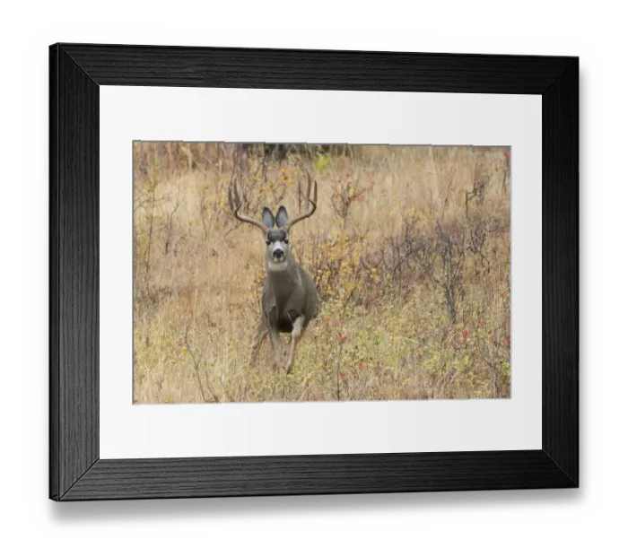 Framed Print : Mule deer buck escaping danger