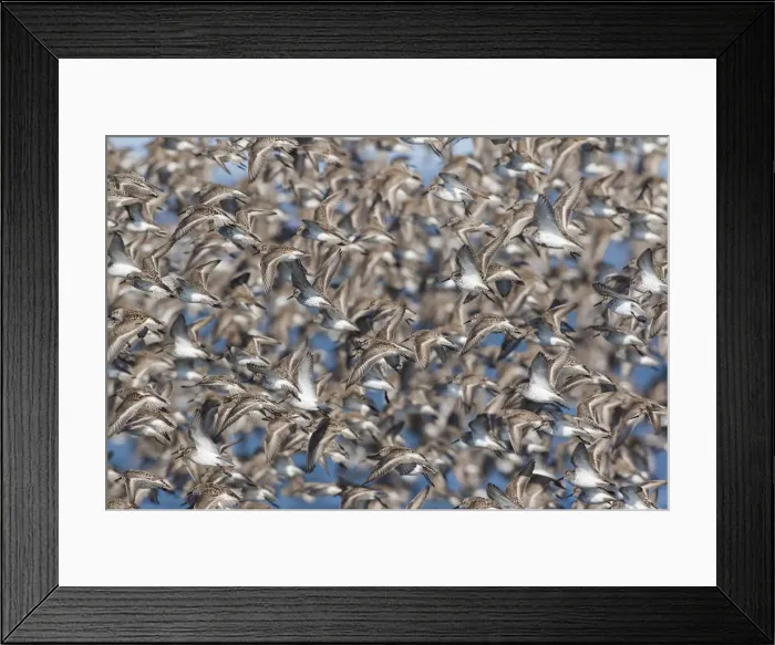 Framed Print : Large flock of wester sandpipers Framed Print : Large flock of wester sandpipers