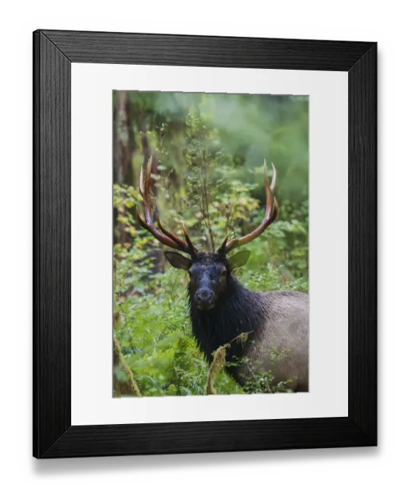 Framed Print : Roosevelt bull elk, Olympic Rainforest Framed Print : Roosevelt bull elk, Olympic Rainforest