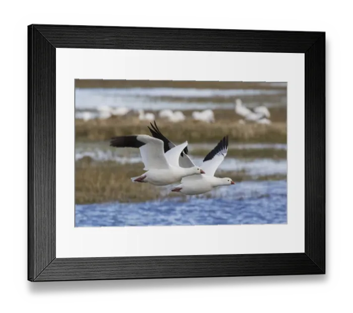 Framed Print : Ross geese pair Framed Print : Ross geese pair