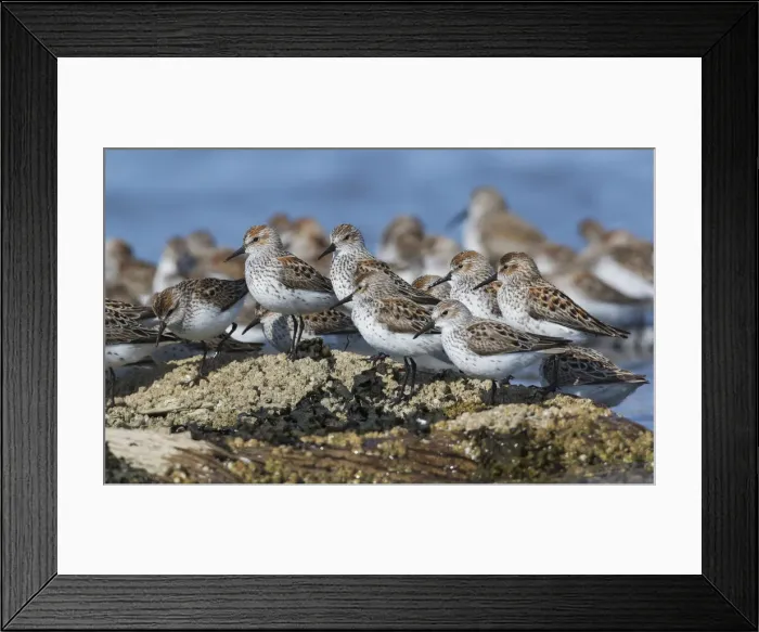 Framed Print : Western sandpiper flock resting Framed Print : Western sandpiper flock resting