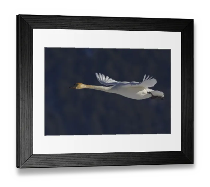 Framed Print : Trumpeter swan flying