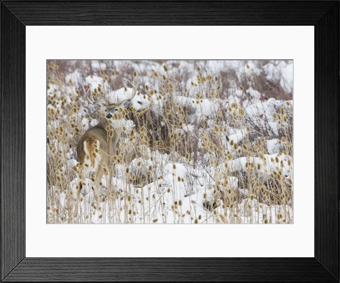Framed Print : White-tail deer buck camouflaged Framed Print : White-tail deer buck camouflaged