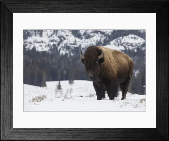Framed Print : Bison winter bull Framed Print : Bison winter bull