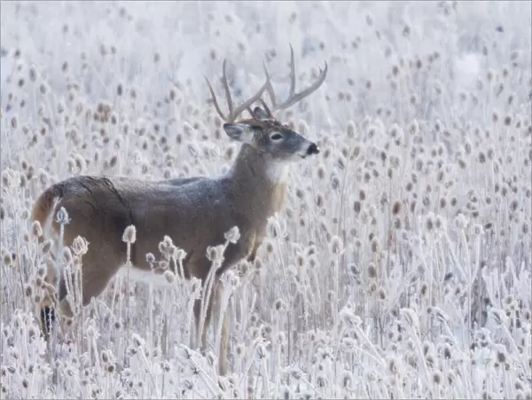 White-tailed deer buck frosty winter morning