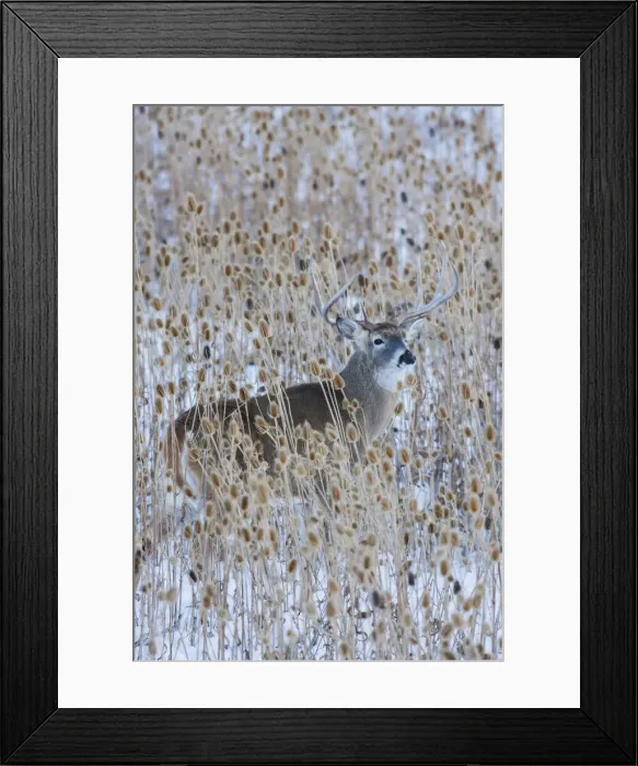 Framed Print : White-tail deer buck camouflaged in the thistle patch