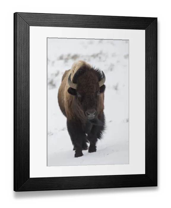 Framed Print : Bison winter bull Framed Print : Bison winter bull
