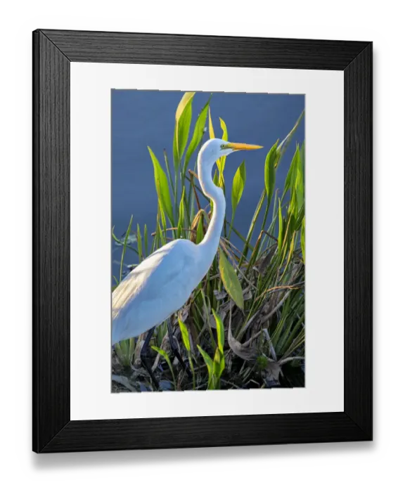 Framed Print : Great White Egret, Florida, USA