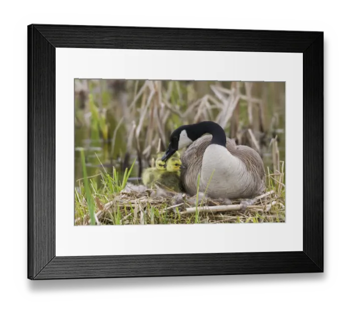 Framed Print : Canada goose tending newly hatched goslings Framed Print : Canada goose tending newly hatched goslings