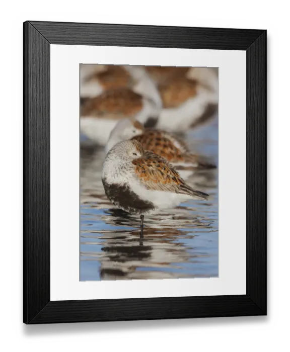 Framed Print : Dunlin flock resting Framed Print : Dunlin flock resting