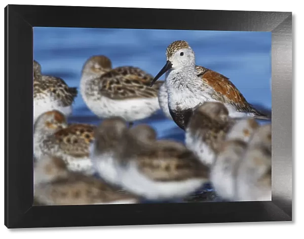 Dunlin among resting western sandpipers