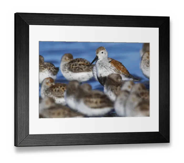 Framed Print : Dunlin among resting western sandpipers