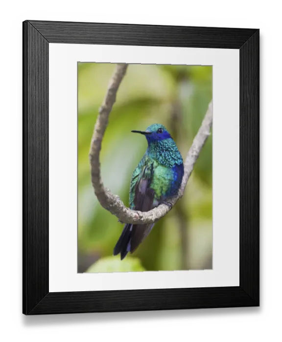 Framed Print : Sparkling violetear hummingbird Framed Print : Sparkling violetear hummingbird