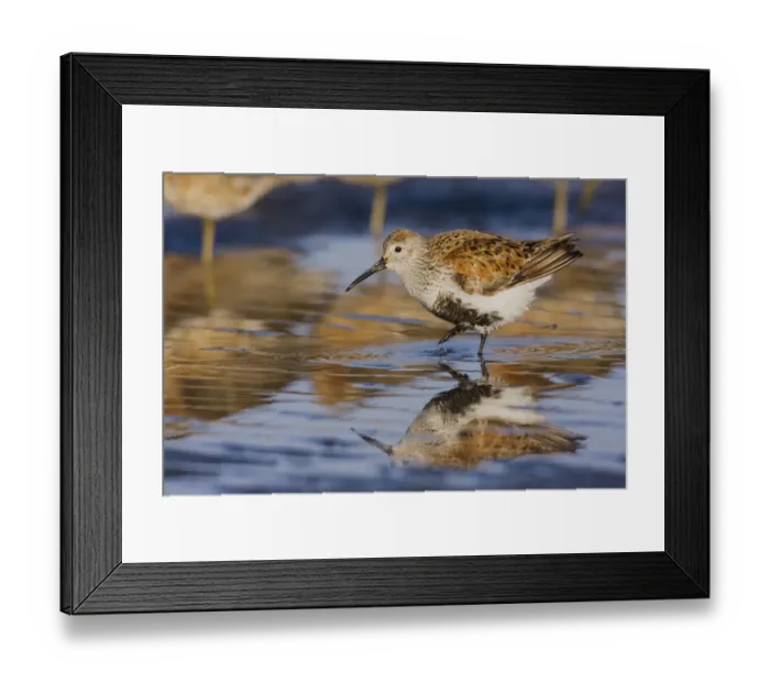 Framed Print : Dunlin migration stop Framed Print : Dunlin migration stop