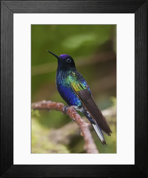 Framed Print : Velvet-purple coronet Framed Print : Velvet-purple coronet