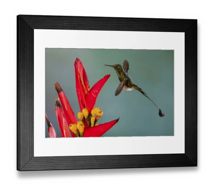 Framed Print : Booted racket-tail hummingbird Framed Print : Booted racket-tail hummingbird
