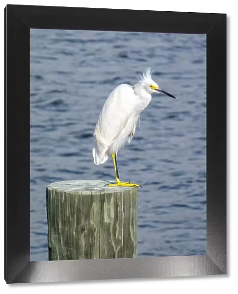 Snowy egret, USA