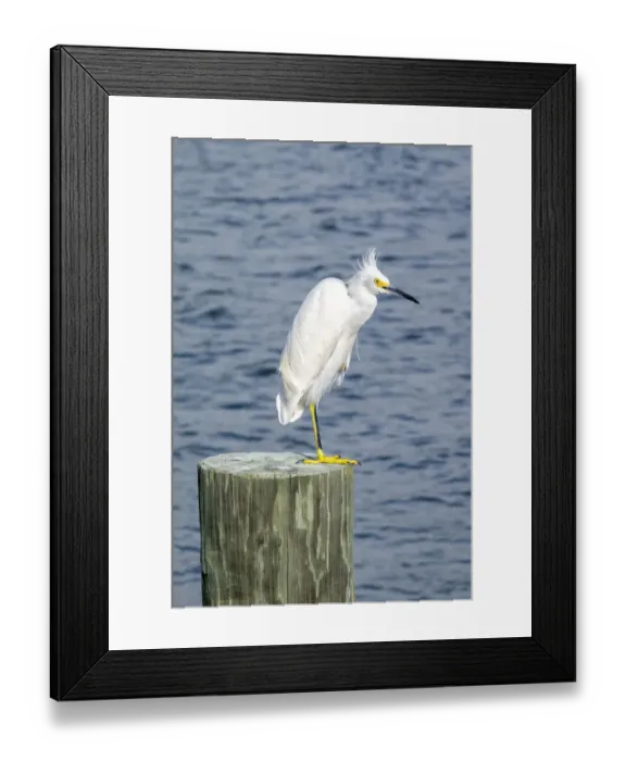 Framed Print : Snowy egret, USA