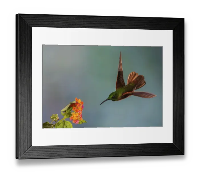 Framed Print : Fawn-breasted brilliant hummingbird Framed Print : Fawn-breasted brilliant hummingbird