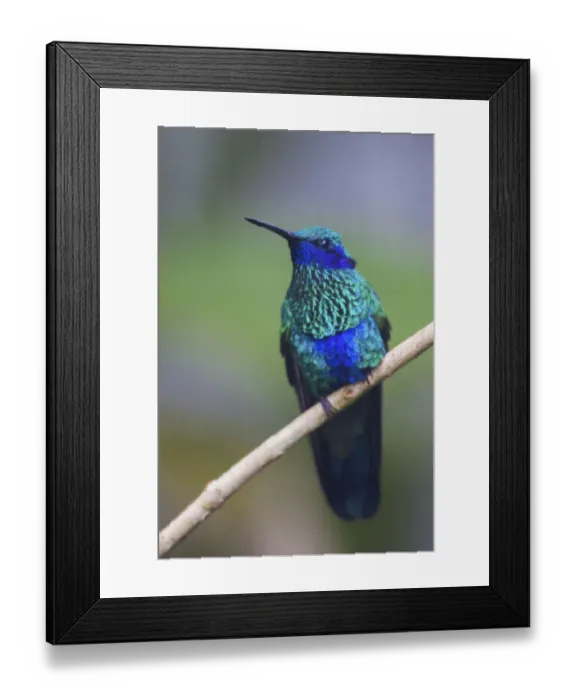 Framed Print : Sparkling violetear hummingbird