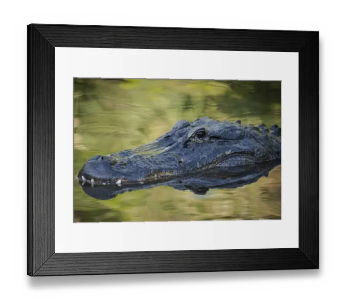 Framed Print : Alligator at St. Augustine Alligator Farm, Florida, USA