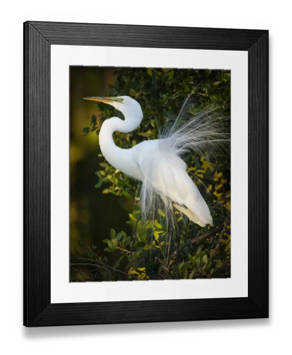 Framed Print : Great egret courtship, Florida, USA Framed Print : Great egret courtship, Florida, USA