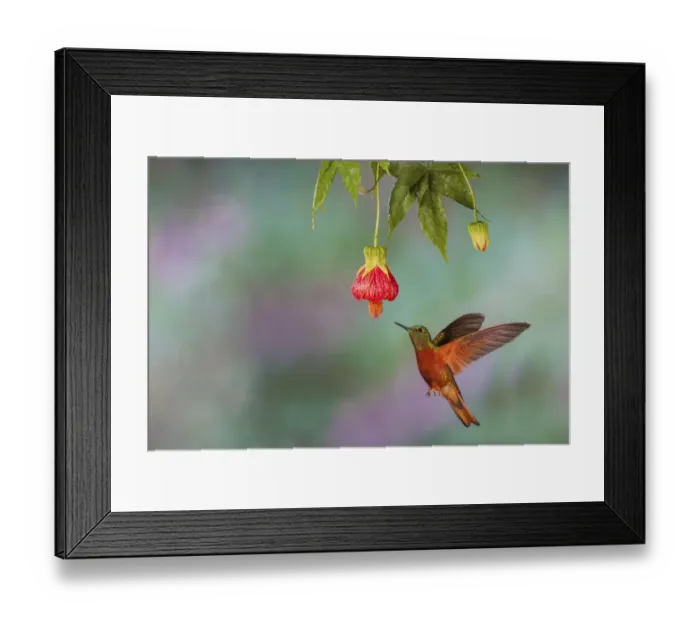 Framed Print : Chestnut-breasted coronet Framed Print : Chestnut-breasted coronet