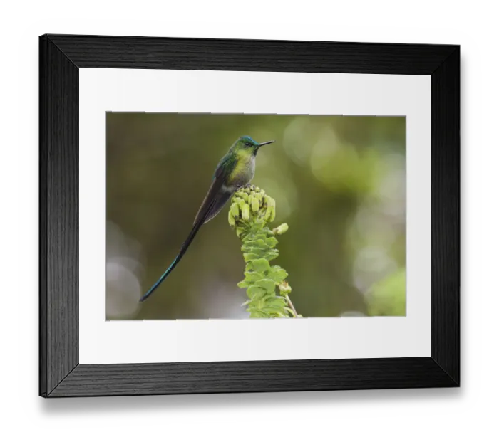 Framed Print : Violet-tailed sylph hummingbird Framed Print : Violet-tailed sylph hummingbird