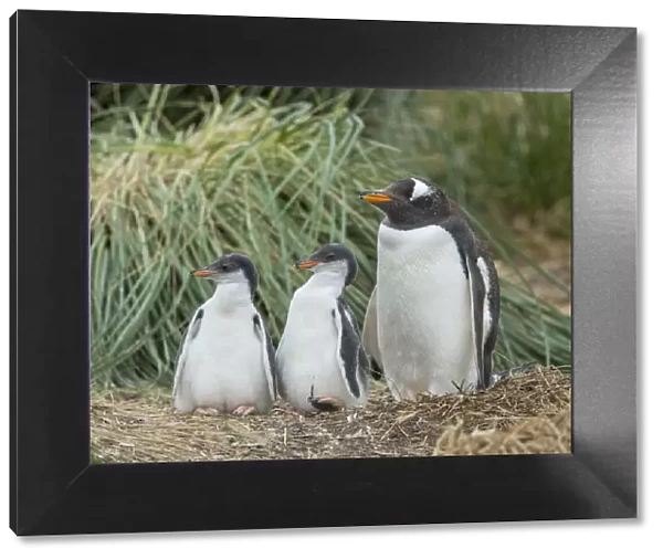 Parent with chick. Gentoo penguin on the Falkland Islands