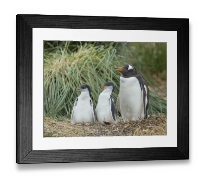 Framed Print : Parent with chick. Gentoo penguin on the Falkland Islands Framed Print : Parent with chick. Gentoo penguin on the Falkland Islands