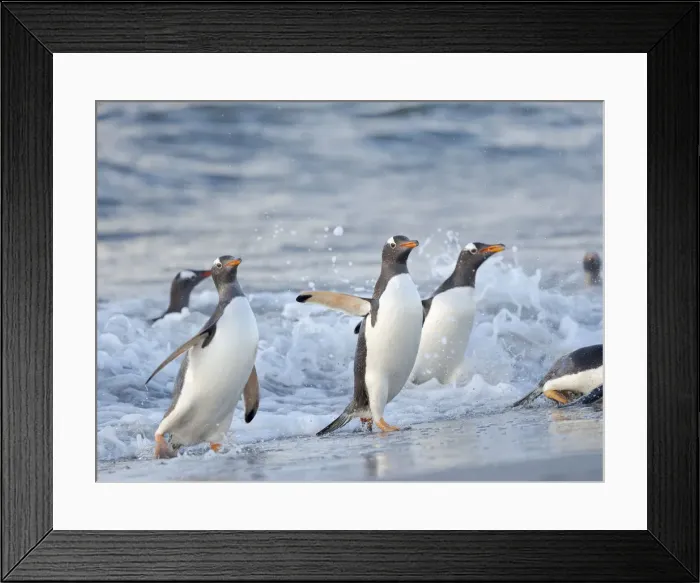 Framed Print : Gentoo penguin close to the sea on a beach in the Falkland Islands in January Framed Print : Gentoo penguin close to the sea on a beach in the Falkland Islands in January