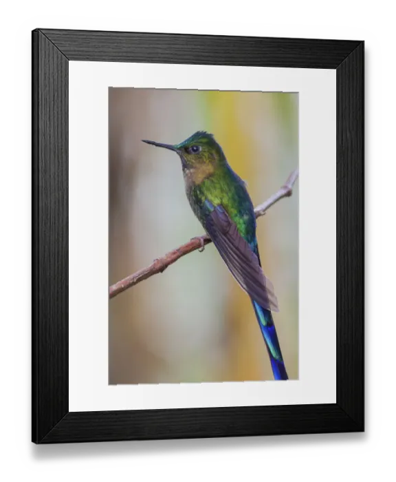 Framed Print : Violet-tailed sylph Framed Print : Violet-tailed sylph