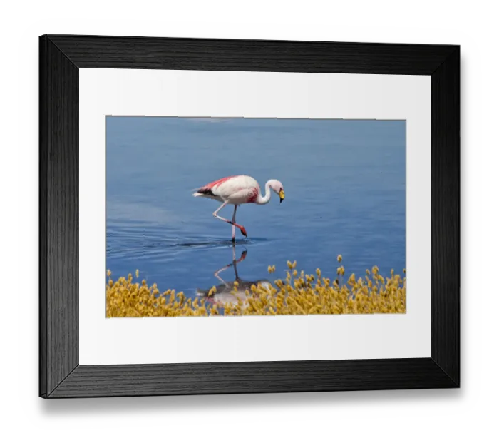 Framed Print : Flamingos in Laguna Canapa, Potosi Department, Bolivia