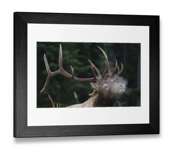 Framed Print : Rocky Mountain bull elk