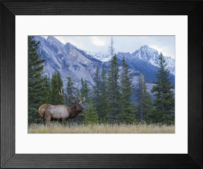Framed Print : Rocky Mountain bull elk bugling Framed Print : Rocky Mountain bull elk bugling